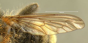 Media type: image;   Entomology 12838 Aspect: wing